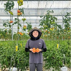 스마트마토 완숙토마토 산지직송 유럽종 5kg 스마트팜 연중생산, 1박스, 5kg 대과(정품)