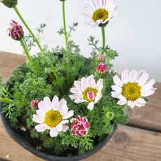 10~25cm 구름국화 소품 야생화 24, 100g, 100g, 1개