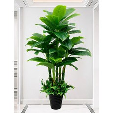 대형 조화나무 플랜테리어 매장 인테리어 카페 야자수, 80cm 단일 줄기 그린 헐크 없음