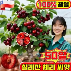 칠레산 체리 씨앗 4j급 라지 체리 씨앗 전수입 칠레산체리씨앗 생존보장채리씨앗 프리미엄 씨앗 다른 씨앗 랜덤 증정, 1개