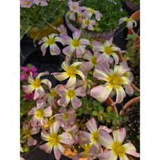 사랑초 옵투사 버터플라이 oxalis obtusa Butterfly, 1개