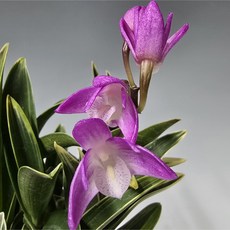 홍조/긴기아난 무늬종(백색분 포함), 1개