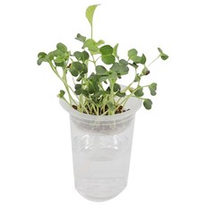 초등과학 생물 수업용 쌍떡잎 무순 키우기 4인 놀이과학 실물관찰 관찰키트 돌봄교실, 2개