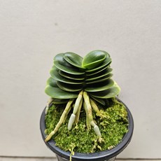 풍성하고 단아한~대명(풍란), 1개