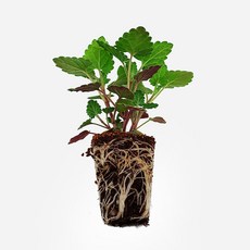 마이플랜트 캣닢 캣민트 모종, 3개