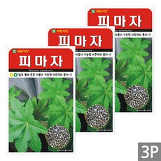 세인화분 피마자 50립 - 국산 아주까리 피마주 나물 씨 씨앗, 3개