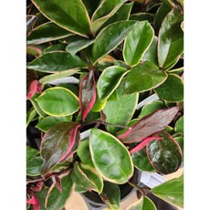 1+1 그린식물팜 환희호야 꽃피는 호야 공기정화 반려식물, 1개