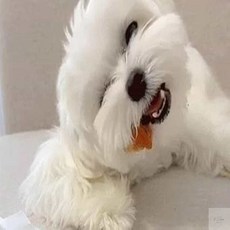 온지니 터키츄20g 치킨맛 개간식