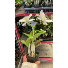 霏霏園藝 蘭花掛花