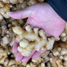 [세척생강 특품] 국내산 흙생강 손질완료 바로사용 생강, 1박스, 1kg