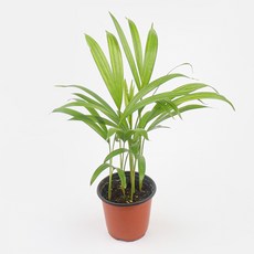 갑조네 아레카야자(소품), 2개, 단일