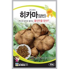 세계종묘 히카마 (얌빈) 씨앗 50립, 1개