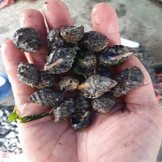 충남태안 맵싸리(대숙)고동 갯고동1kg, 1인분, 1kg