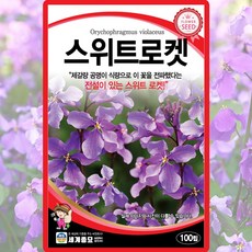 세계종묘 스위트로켓 씨앗 100립 스위트로켓 꽃씨 야생화 종자, 1개
