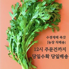 (쌈바쌈바) 산지 직배송 수경 재배 쑥갓 [국산:경남고성군], 1박스, 1kg