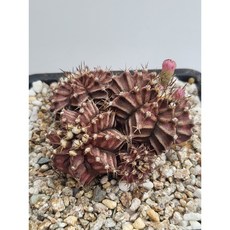 [가람다육] 네온 선인장, 1개, 네온412