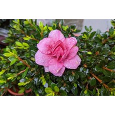 重瓣花束 粉紅色花 200元