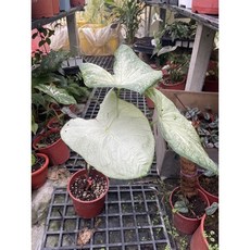 霏霏園藝 月光芋 5吋盆 優惠價, 1個