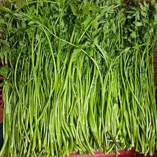 향긋한 국내산 청도 미나리, 1개, 1kg