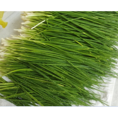 국내산 깐쪽파 김장용 실파 김치용 잔파 손질 얇은파 납품용, 1박스, 800g