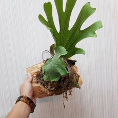 P老闆園藝 女王 鹿角蕨, 1個