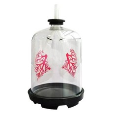 들숨날숨 고무막변화 폐호흡 인체모형 과학교구 생물수업 한의원용, 1세트