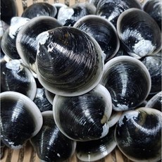 서해안 고창 직송 생물 동죽조개 바지락 백생합 모시조개, 모시조개 1kg, 1개