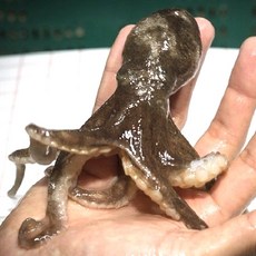 서해안 활 쭈꾸미 주꾸미, 1개, 1kg