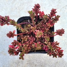 꽃물든 백두기린초 세덤01 월동식물 바위솔 이름표부착 분채배송 꽃과정원이야기, 1개