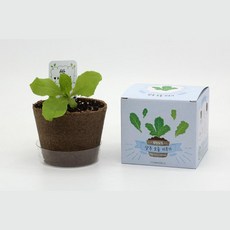 5인세트 학교 유치원 유아작은농장 어린이식물 상추모종키우기 식물키트, 1개