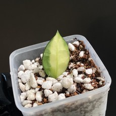 호야 라쿠노사 미도리 동일품배송