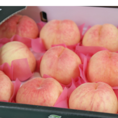 푸드마실 아삭한 딱딱이 딱복 백도 털 복숭아, 1박스, 2kg 중과 (9과내외)