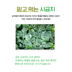 청정해역 다도해 신안 도초 섬초 1kg. 2kg 3kg. 5kg 시금치 바닷바람과 눈 비 서리를 맞으며 노지 채소라서 맛과 당도가 높은 미네랄 풍부 비타민 함유 선물용 산지직송, 1개, 1kg