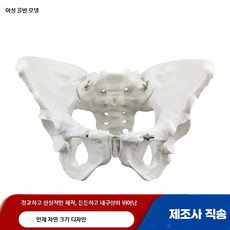 여성 골반 모형 산부인과 인체 해부학 모델 자궁 뼈 교육용, 1개, 움직이지 않는 여성 골반 모델