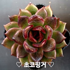 다육식물 모아보기, 9번 ) 초코핑거, 1개