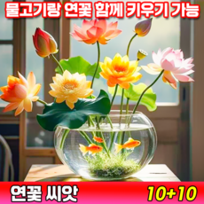 [국내배송] 연꽃 씨앗 수경식물 연못 수중재배 관상용 미니연꽃 수련 행운 연꽃 종자 실내식물 발아율99.99%, 20개