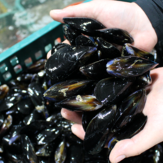 방금 조업한 세척된 싱싱한 홍합 조개 Mussels, 1박스, 자연산 다듬이 홍합 5kg