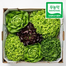 자연한입 무농약 유러피안 샐러드 모둠 쌈채소, 2kg, 1개