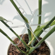 파파가든 바람개비 식물지지대 (투명 4가지 사이즈 1set) 화분 화초 꽃 지지대, 1세트