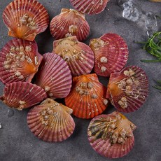 고성 홍가리비 가리비찜 버터구이 제철 요리 1kg 5kg