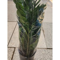 에이피플랜츠 금전수 돈나무 실내 공기정화식물 중품 40cm, 1개, 기본