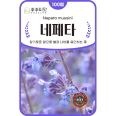 [주주씨앗] 네페타 씨앗 100립 / 레몬향기 가득한 관상용 허브 종자 / 봄 가을 파종 허브씨 씨앗몰, 1개