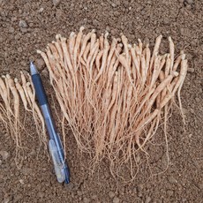 26년 종삼 묘삼 1년근 100뿌리 내외 50그램 심는용도 산양삼 장뇌삼 인삼모종, 1개, 50g