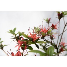 [신한철쭉농원] 장수보 묘목 왜철쭉 사스키 철쭉 분재, 1개, 빨강