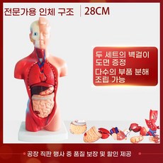 인체해부학 몸통 모형 장기 내장 신경 분리 신체 위치 남성9개 85cm, A. 28CM 몸통 모델
