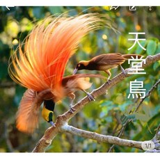 巴布新幾內亞 四季生 天堂鳥, 1個