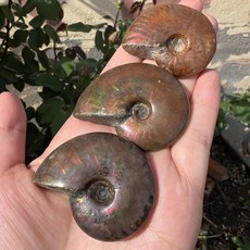 암모 화석 마다가스카르 암몰라이트 나사 형성 광석 표본 수집 컬러 보석 풍수, [03] 1pcs, 3) 1pcs