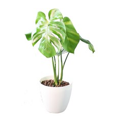 龜背芋盆栽, 白色, 1個