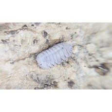 [70종] 등각류 분해생물 쥐며느리 톡토기 비바리움 교육용, 1세트, 세이드피죤 5마리