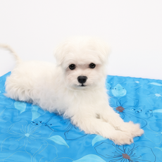 아쏘 강아지쿨매트 애견쿨매트 냉감패드, 아이스플라워, 1개